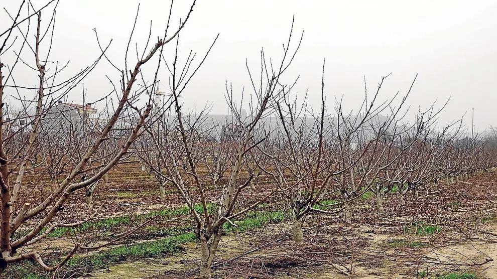 Campos de frutales en el entorno de Fraga, ayer, bajo la niebla.