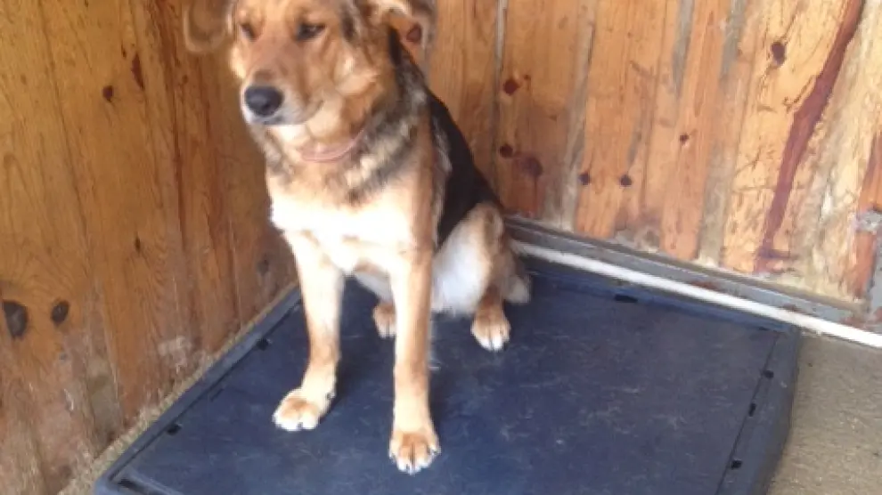 En la imagen, Tauste, uno de los perros que busca dueño, del Centro de Protección Animal