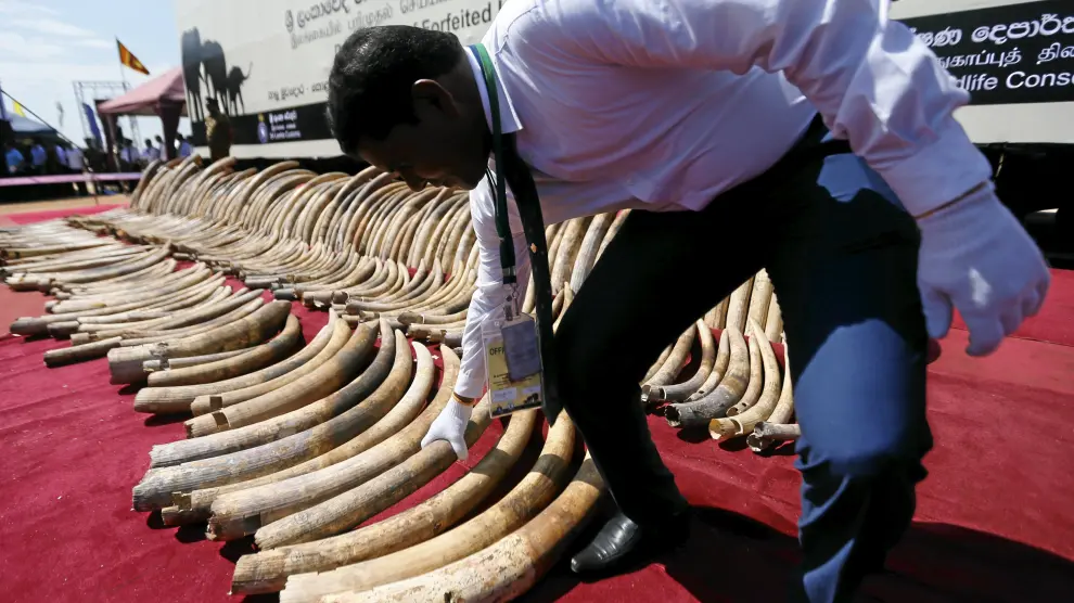 Un total de 359 colmillos de elefante son expuestos ante la prensa antes de ser destruidos en Galle Face Green en Colombo