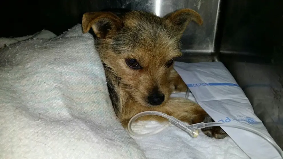 Pipo continúa ingresado en la clínica veterinaria