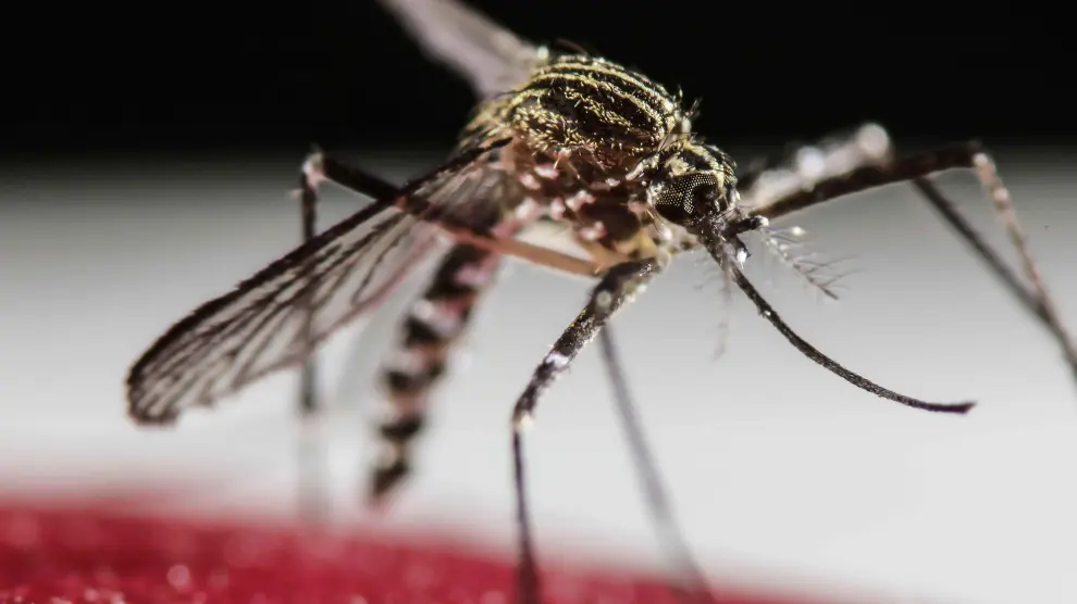La fiebre por virus del Zika es una enfermedad viral, transmitida por mosquitos del género 'Aedes'.