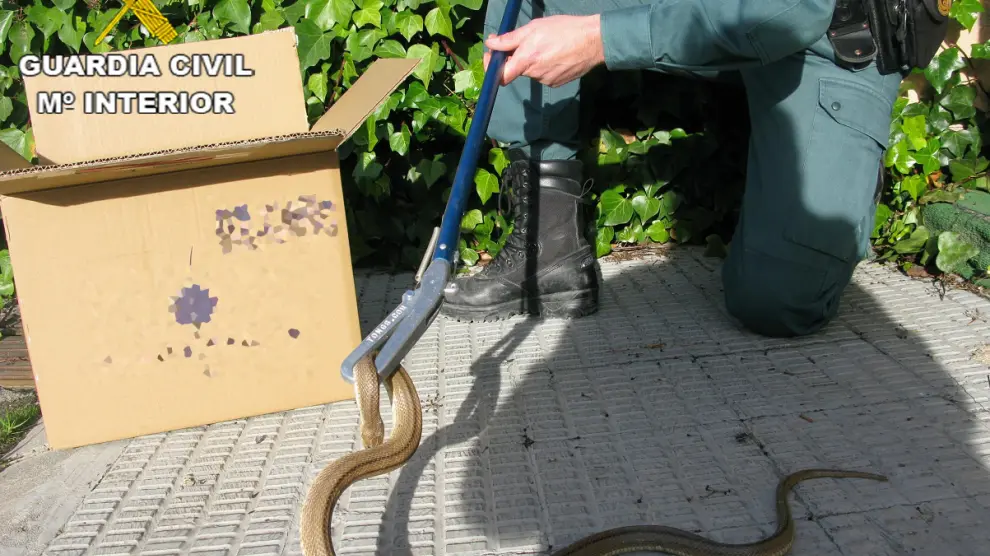El reptil se encontraba en el patio de una vivienda de Andorra.