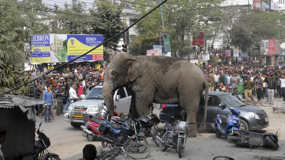 Hace dos días, otro elefante sembró el pánico en la India, imagen de archivo.