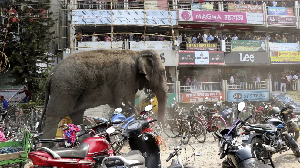 Un elefante en la India
