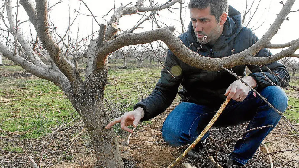 Sergio de Dios muestra la malla colocada en los árboles de su finca y sostiene una rama dañada.