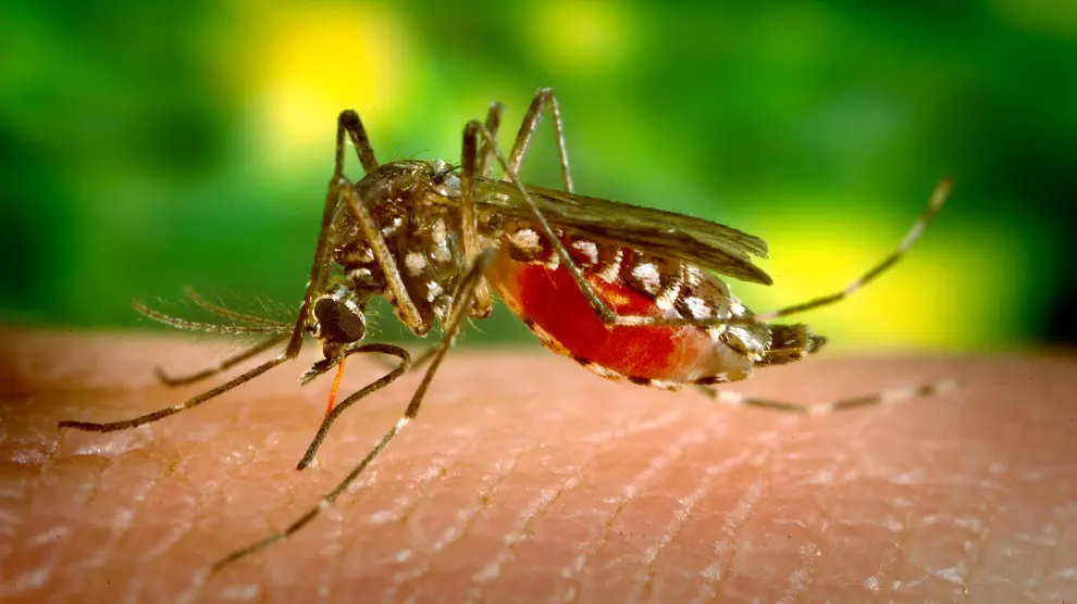 Aedes aegypti, el mosquito que transmite el virus del Zika.
