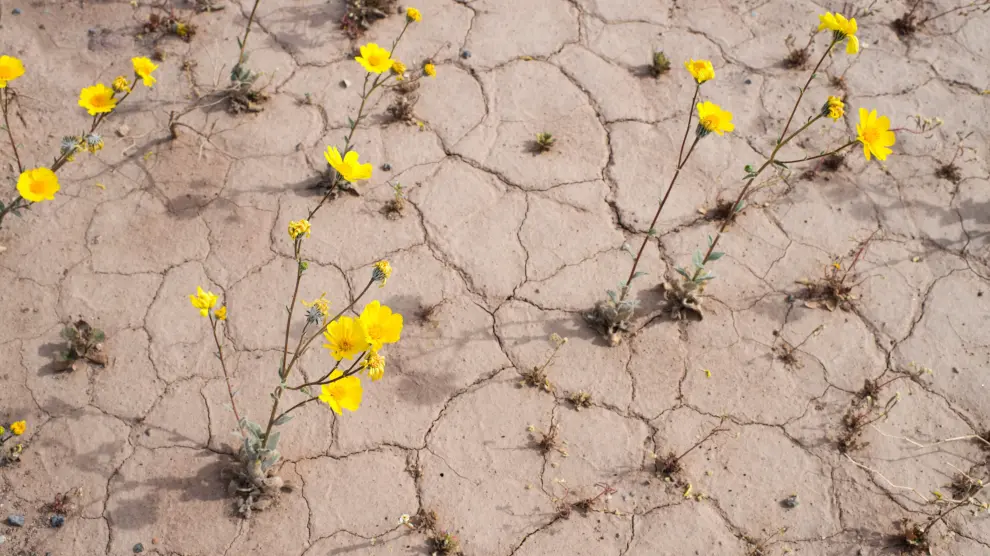 'El Niño' ha hecho brotar a al menos 20 especies diferentes de plantas de las que nació la alfombra de flores.