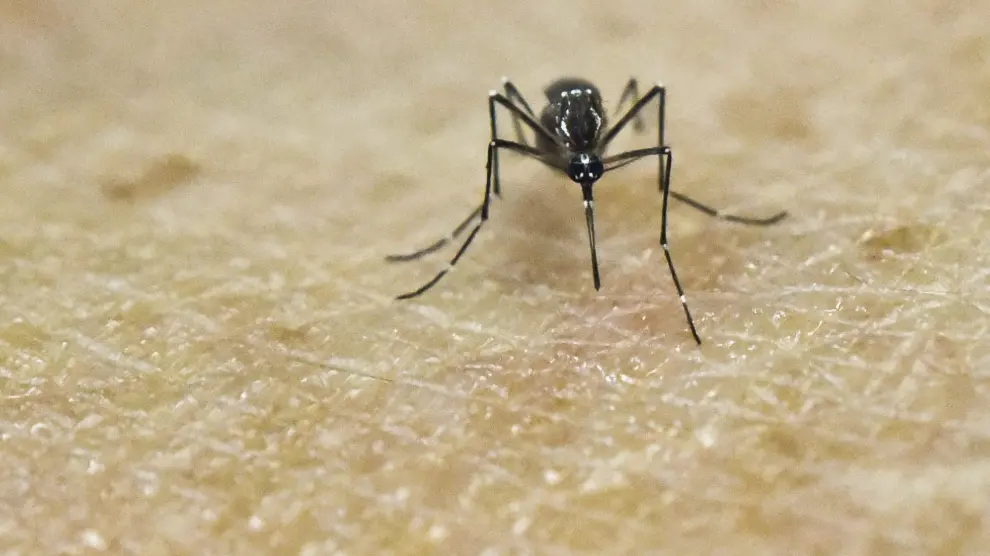 Aedes aegypti, el mosquito del zika.