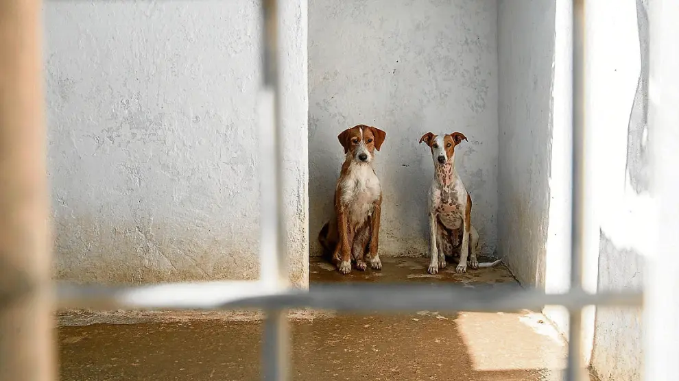 Dos perros, en una de las jaulas del centro de protección animal de Peñaflor.