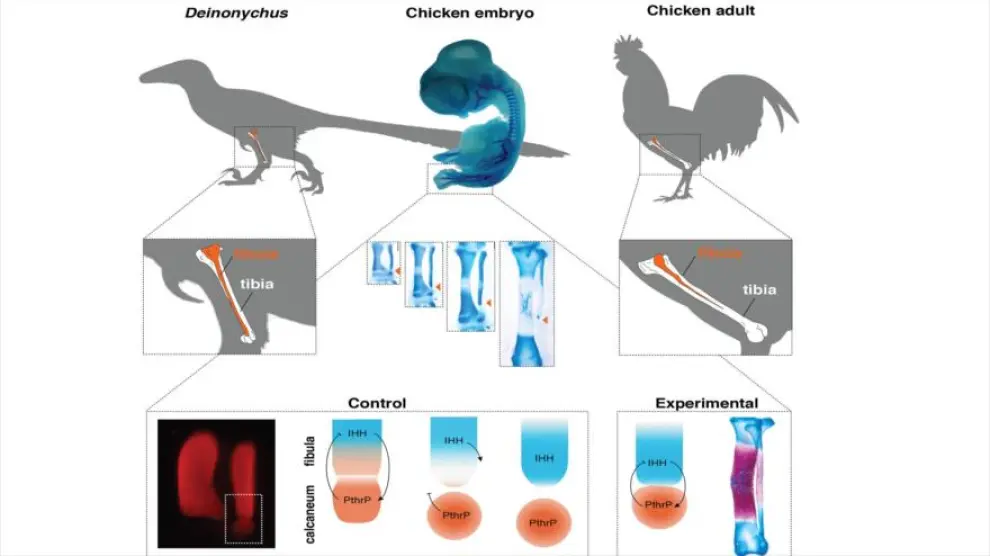 Investigadores de la Universidad de Chile crean pollos con patas de dinosaurio.