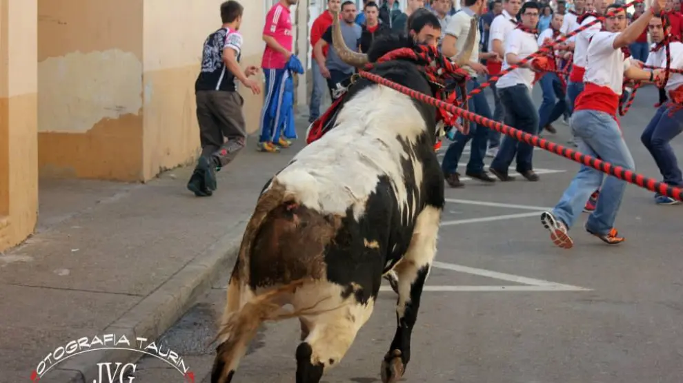 El toro ensogado en las calles de San Juan de Mozarrifar.