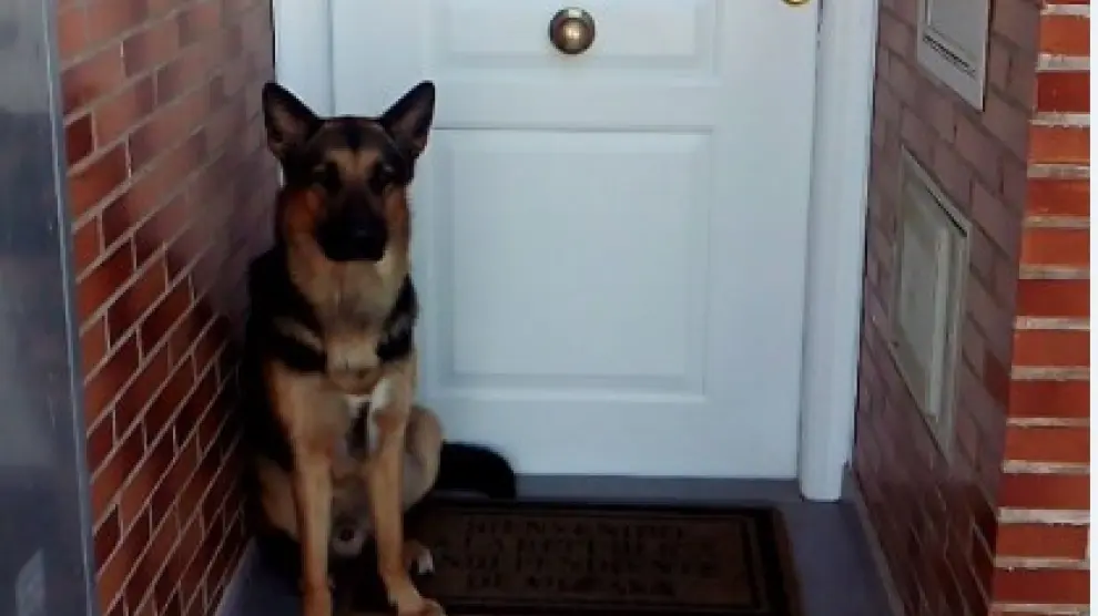 El perro que salvó la vida a su dueño en Sobradiel, a la puerta de su casa.
