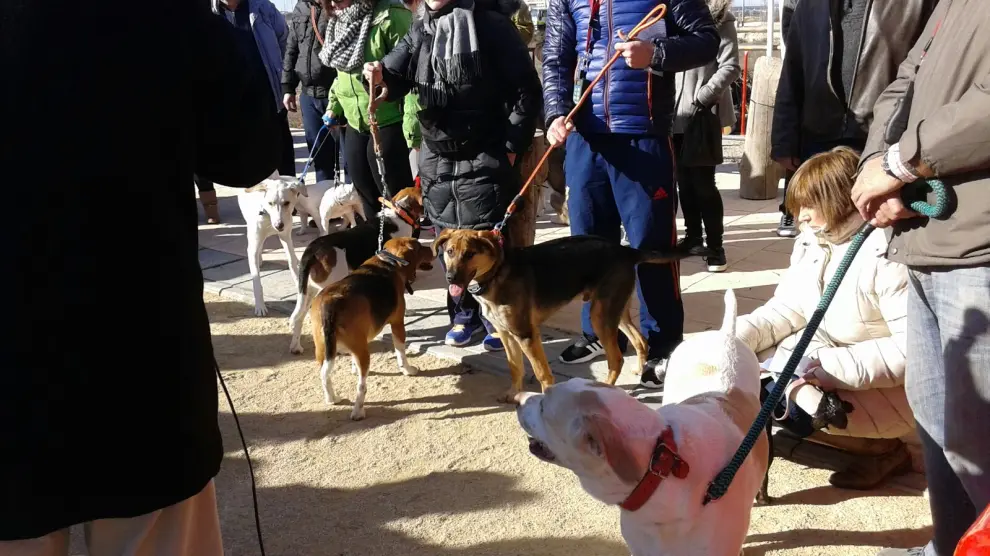 Los barrios del sur de Zaragoza piden espacios para sus perros