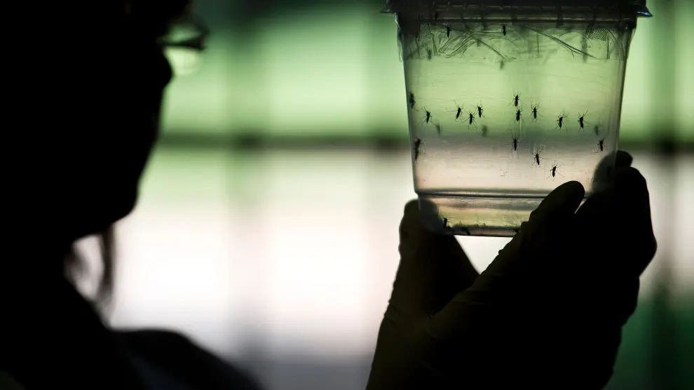 Una investigadora brasileña estudia ejemplares del mosquito "aedes aegypti", que contagia el virus del zika.