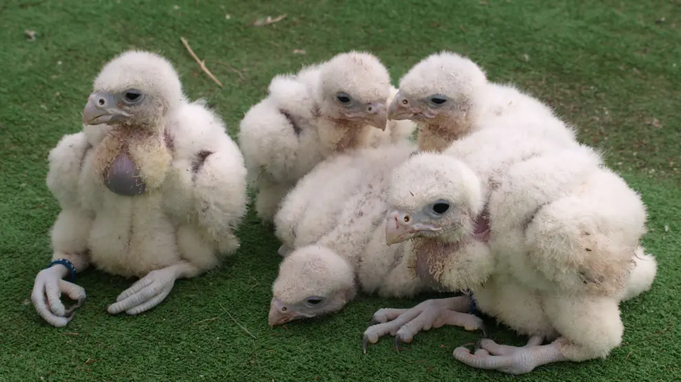 Algunos de los polluelos recién nacidos de Tierra Rapaz.