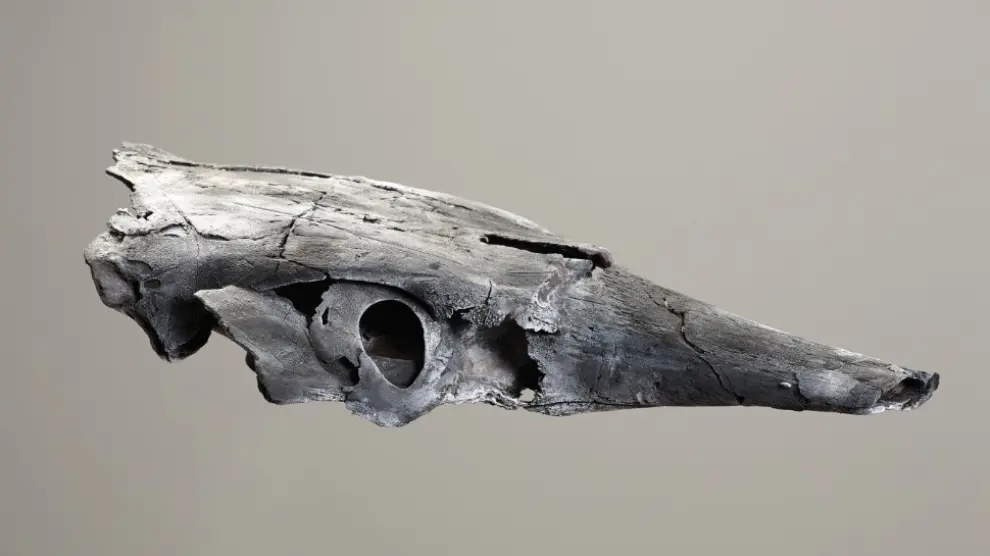 Cráneo del pez Carolowilhelmina geonostica. Devónico Medio. Hace 390 millones de años.