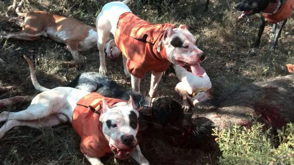 Aragón pretende prohibir la caza con perros "peligrosos"