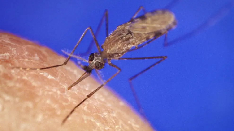 Mosquito anopheles, principal transmisor de la enfermedad