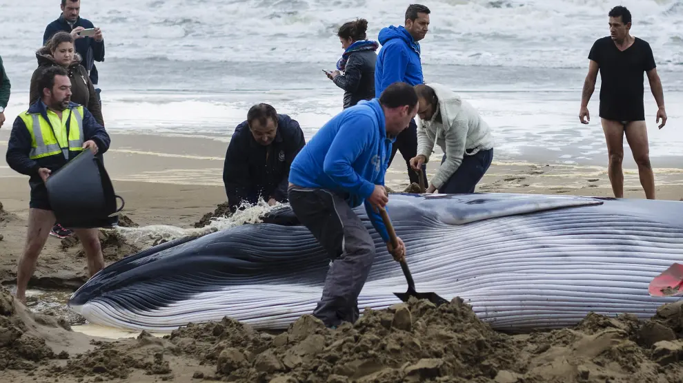 Expertos y voluntarios hidratan a la ballena varada en Huelva antes de su muerte.