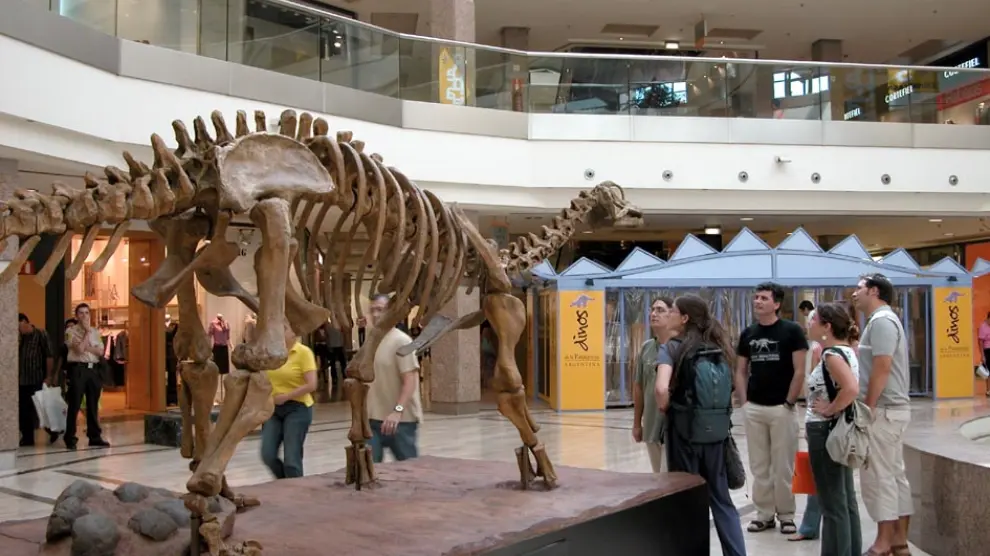 Un esqueleto de titanosaurio.