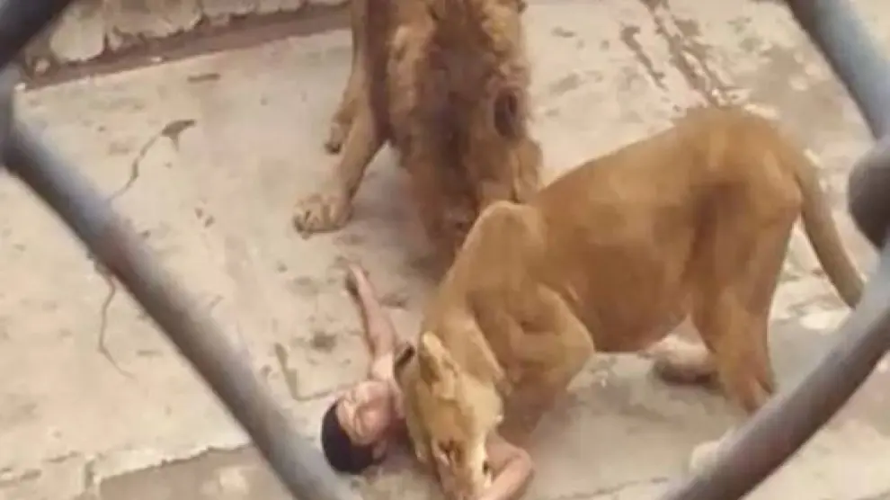 Momento en el que el joven es atacado por dos leones.
