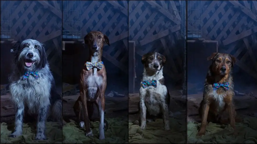 Los cuatro perros protagonistas de 'Cuando Lucas encontró a Eva'.