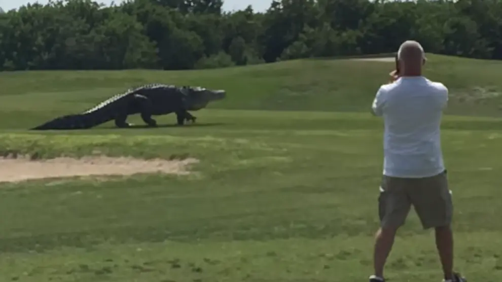 Un caimán gigante pasea por un campo de golf en Florida.