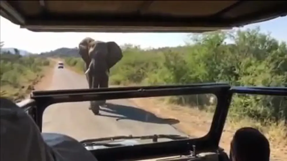 Arnold Schwarzenegger es perseguido por un elefante