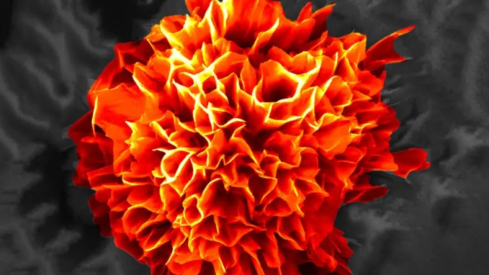 El reconocimiento molecular permite crear estructuras con aspecto de flor que crecen solas.