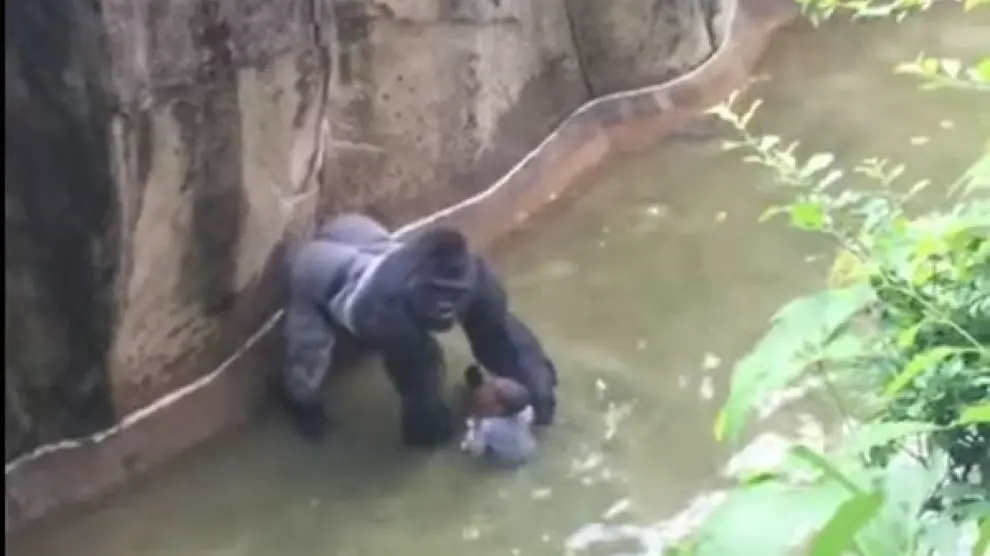 El gorila agarra al niño que cayó a su foso en un zoo de Estados Unidos.