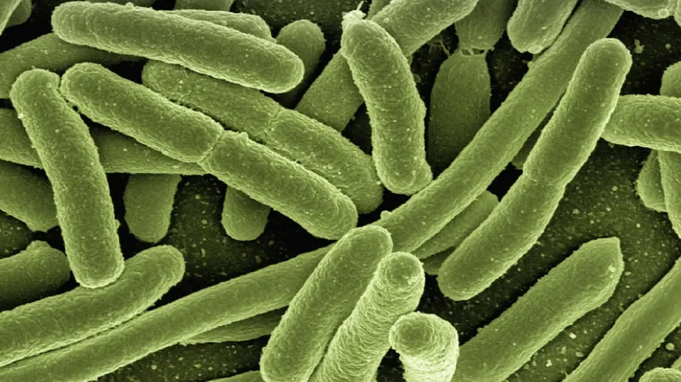 Las superbacterias son una de las principales amenazas a la salud humana.