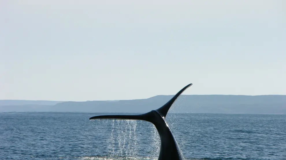 ?El vuelo de la ballena franca vuelve a la Patagonia