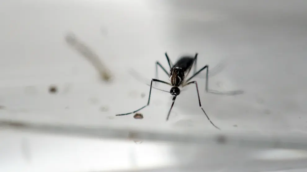 Un mosquito  Aedes Aegypti, fotografiado en un laboratorio de San Salvador.