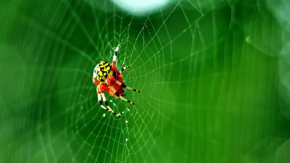 En una telaraña se combinan la seda que produce la araña y microscópicas gotas que se adhieren al hilo de seda.