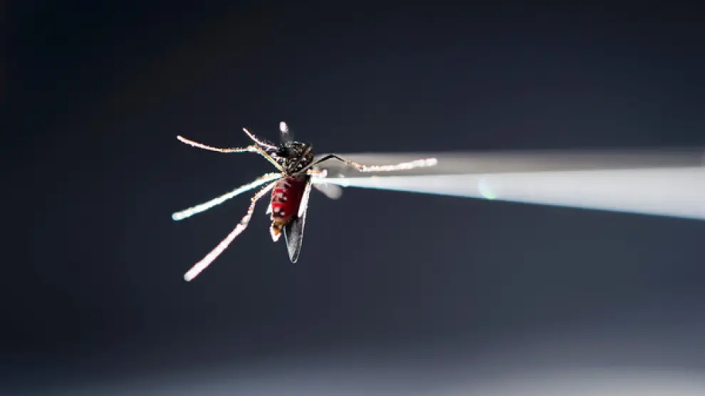 Mosquito Aedes aegypti en un laboratorio de investigación de insectos.