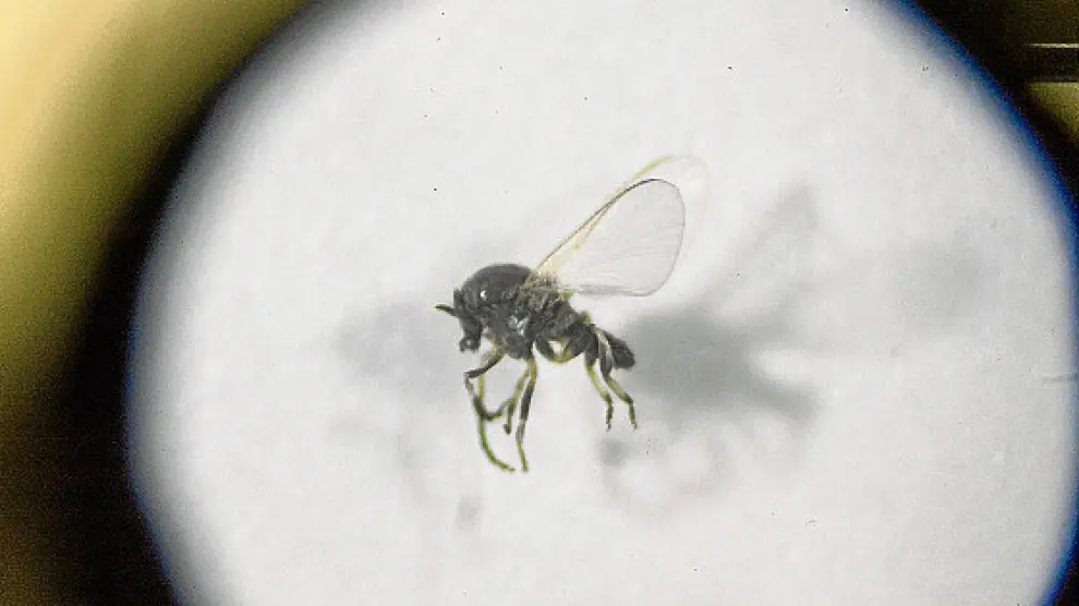 Un especimen de mosca negra, muy ampliado por una lente.