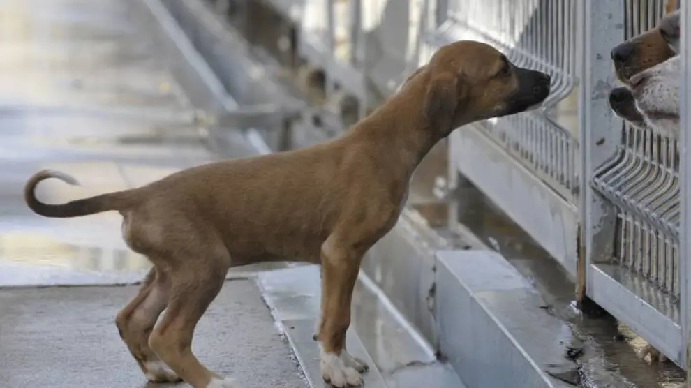 Imagen de archivo de un perro en una protectora aragonesa.