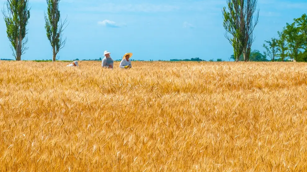 Selección de trigo en un campo.