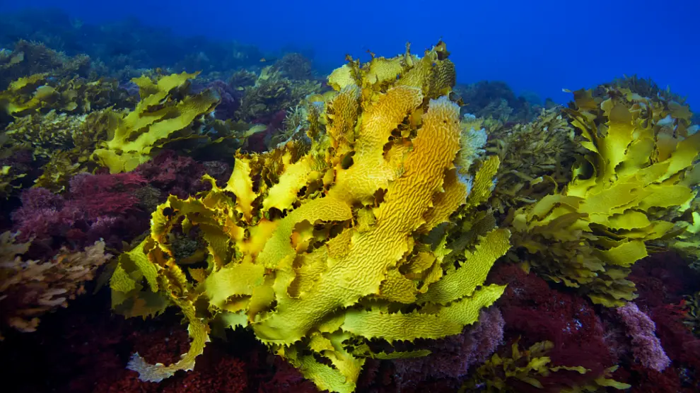Bosque de kelp sano.