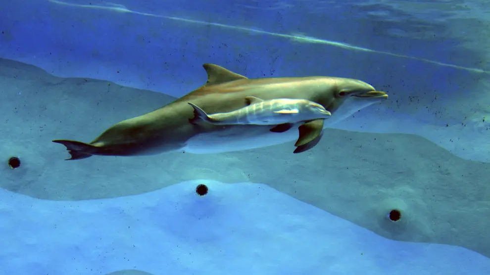 Nace la primera cría de delfín mular por inseminación artificial en España
