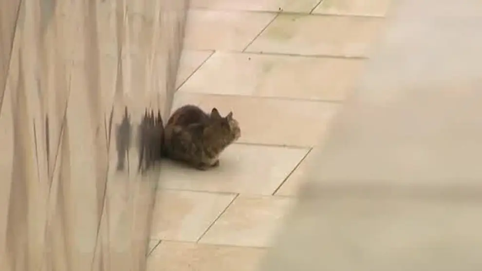 Un gato queda atrapado en el Museo Guggenheim de Bilbao