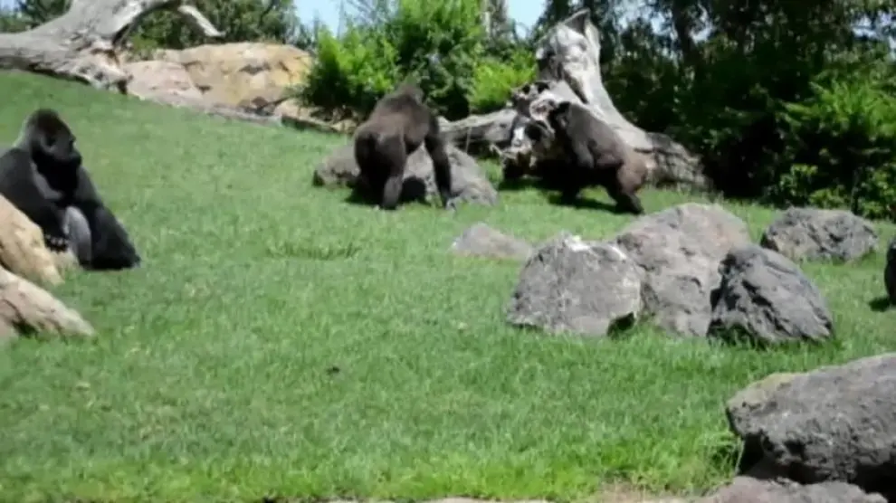 Nacimiento de bebé gorila en el Bioparc de Valencia