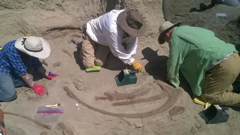 Algunos paleontólogos trabajan en el esqueleto hallado