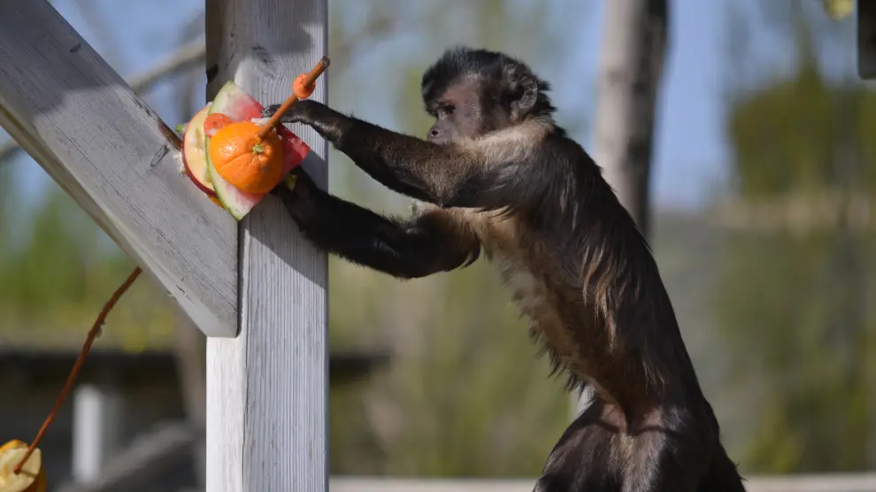 Un mono capuchino se acerca a unas frutas congeladas en el parque de Sendaviva.