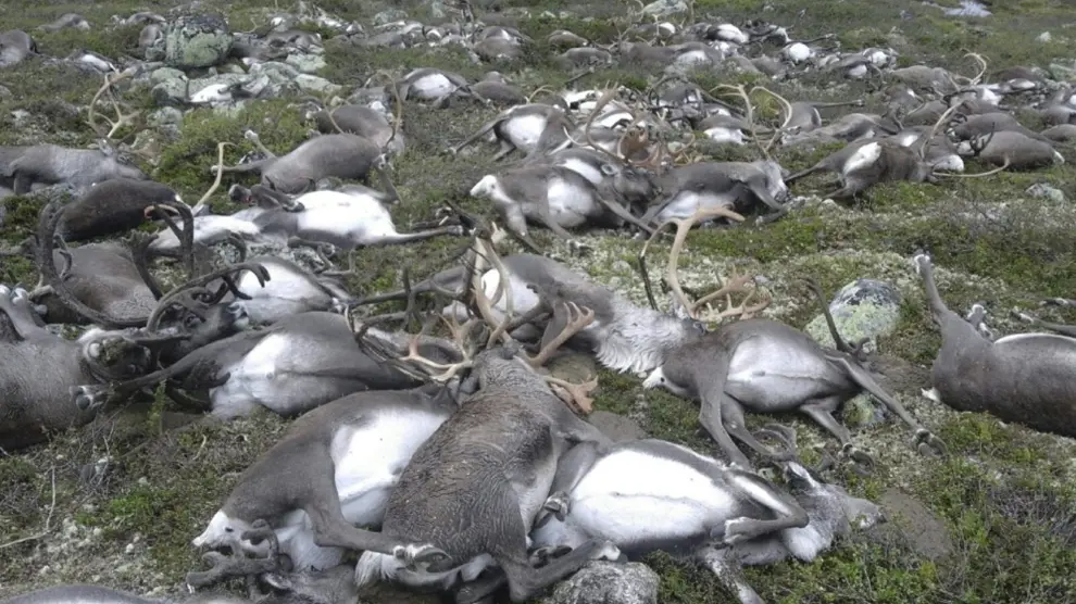 320 renos salvajes murieron por un rayo en Noruega