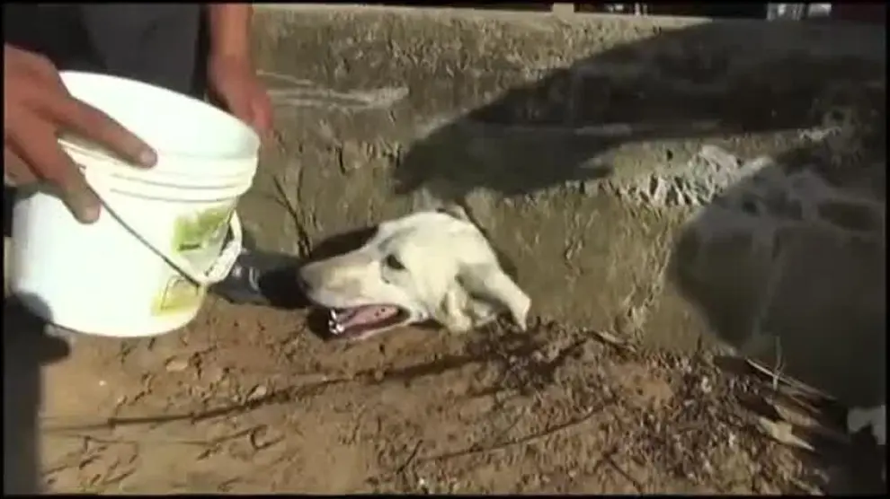 Rescatan a un perro atrapado en una alcantarilla