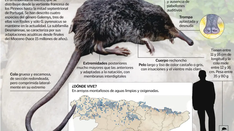 En los últimos 20 años las poblaciones de desmán ibérico han retrocedido un 30%