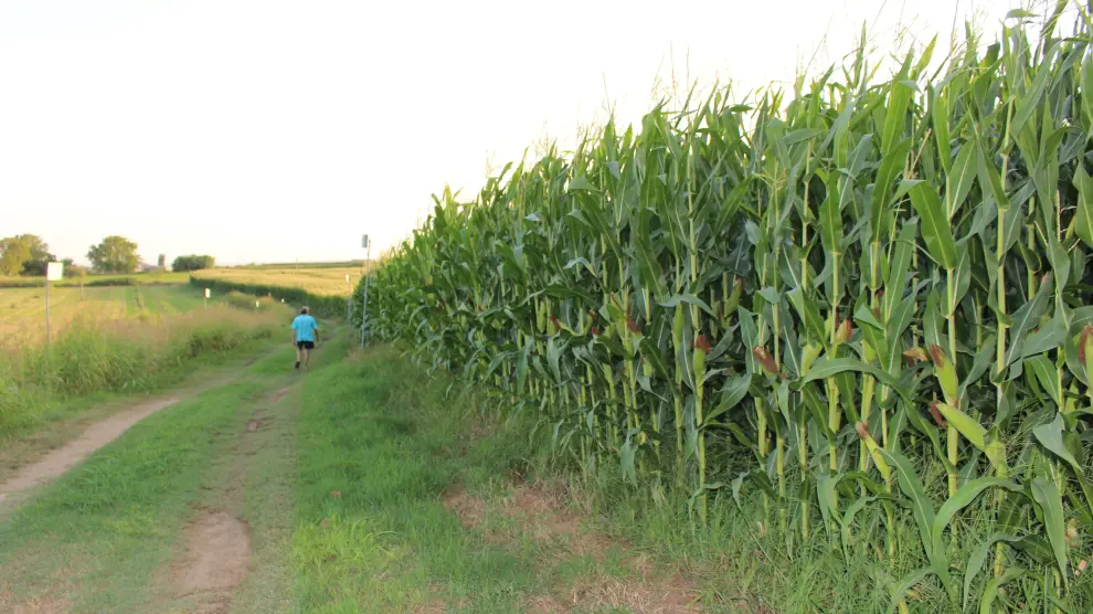 Explotación de maíz de segunda cosecha en Binéfar en proceso de formación del grano, del que depende la disponibilidad de agua.