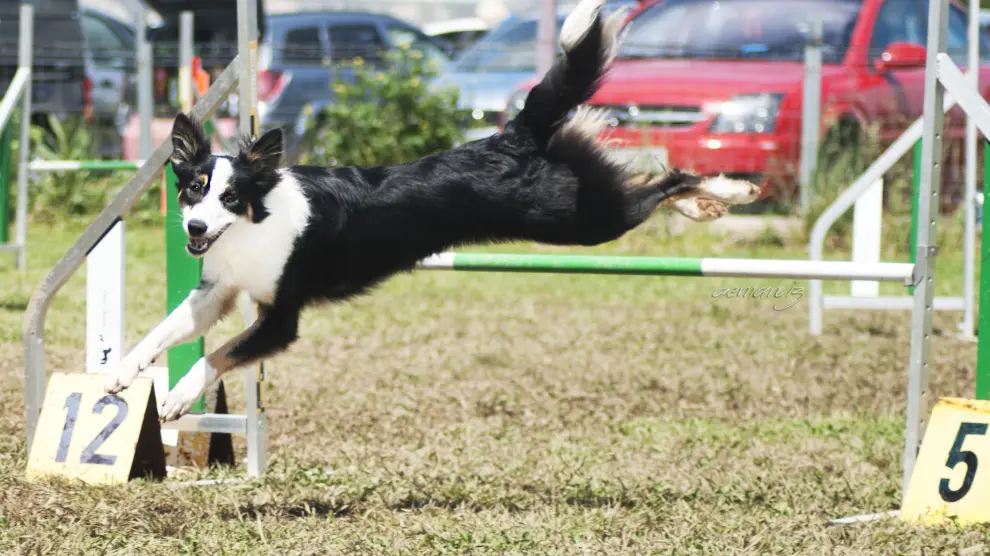 En el campeonato se darán cita 500 atletas caninos procedentes de 42 países.