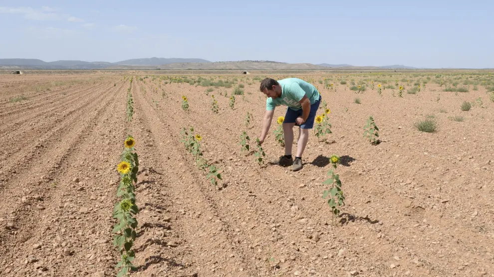Girasoles afectados por la sequía en Villafranca.